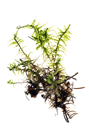 moss isolatedの写真素材