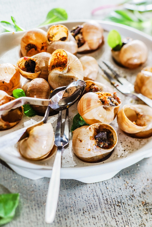 snails as gourmet foodの写真素材