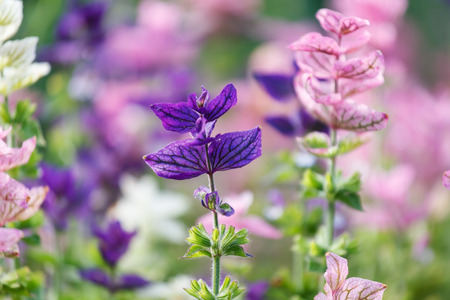 purple flowersの写真素材