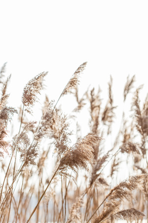 Seedy reed stalksの写真素材