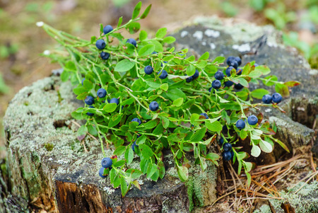 wild blueberriesの写真素材