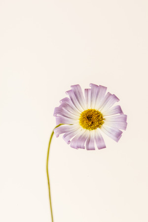 nice flower isolatedの写真素材