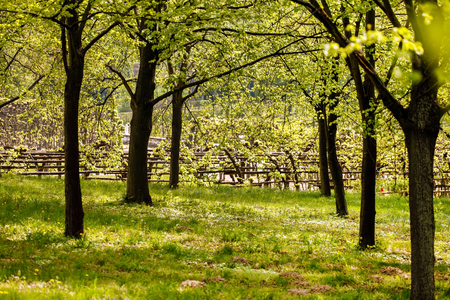 spring gardenの写真素材