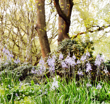 spring gardenの写真素材