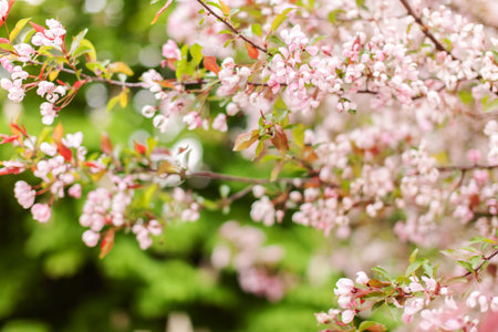 cherry blossom