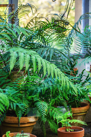 plants in the potの写真素材