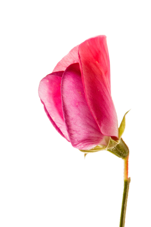 sweet pea flowerの写真素材