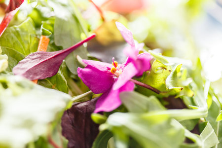 fresh salad