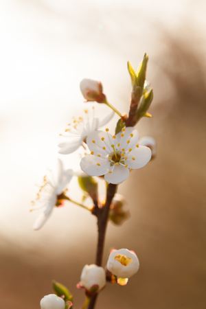 spring gardenの写真素材
