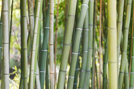 bamboo forestの写真素材