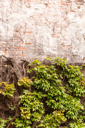 wild grapes on the wallの写真素材