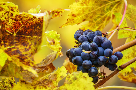 autumn vineyardの写真素材