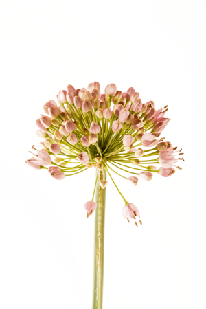 Allium flower isolatedの写真素材
