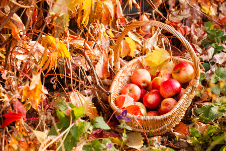apples in basketの写真素材