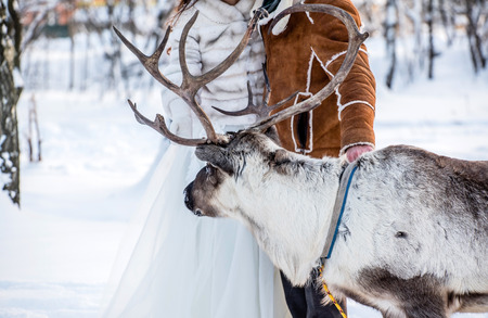 A deer stands next to the bride and groomの写真素材