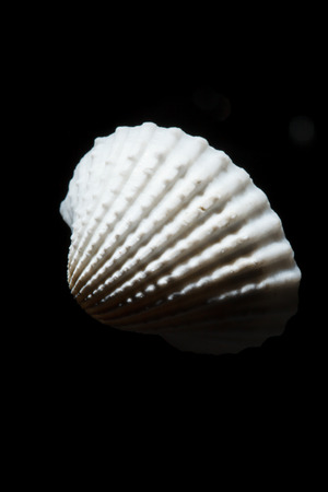 shell on the blackの写真素材