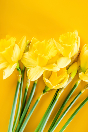 yellow narcissusの写真素材