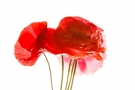 poppy isolated on the whiteの写真素材