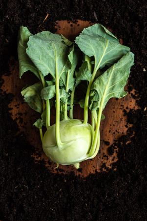 kohlrabi の写真素材