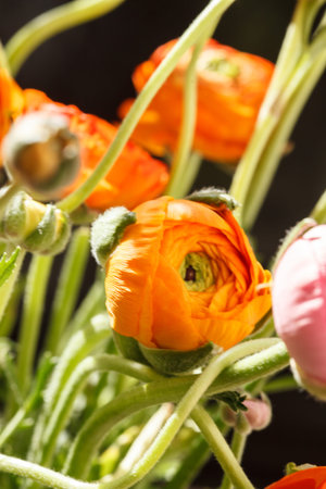 Colorful persian buttercup flowers (ranunculus)