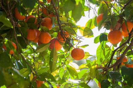 mandarins on tree