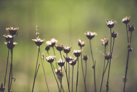 dry flowers