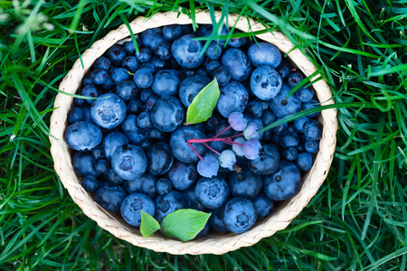 fresh blueberriesの写真素材