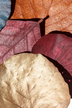 Color leavesの写真素材