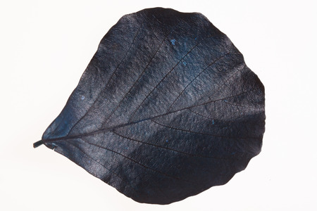 Color leavesの写真素材