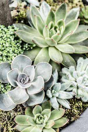 succculent plantsの写真素材