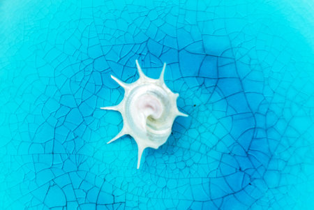shell on the blue background