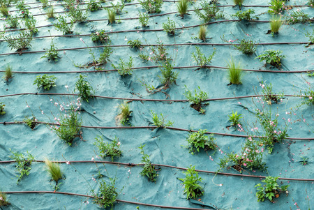 flowerbed with flowers and the automatic irrigation system with plastic pipesの写真素材