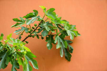 fig tree nea wall