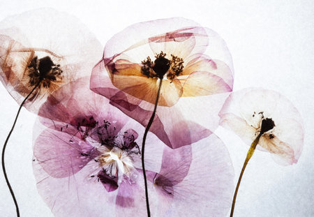 dry poppiesの写真素材