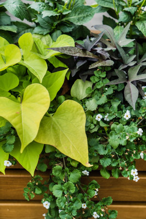 outdoor flowers