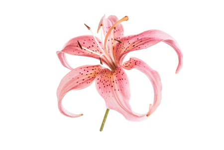 pink lily flowerの写真素材