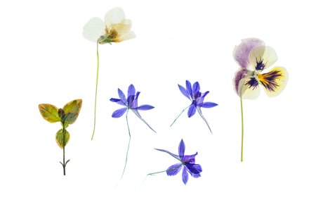 summer flowers isolatedの写真素材