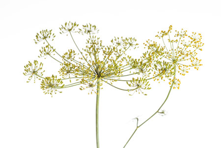 dill flower