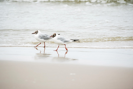 seagulls on the beachの写真素材