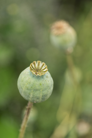 green poppy headsの写真素材