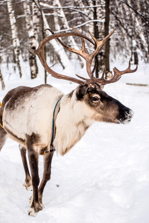 Northern house deerの写真素材
