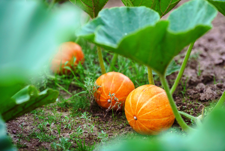 japanese pumpkinsの写真素材