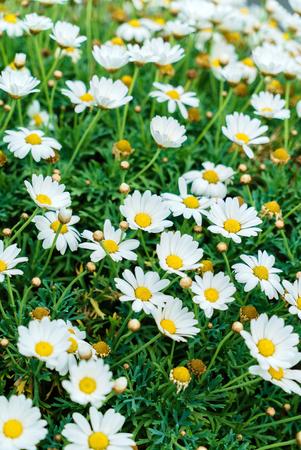 daisy flowersの写真素材