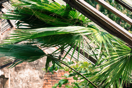 palms in the old greenhouseの写真素材