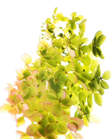 green hydrangea