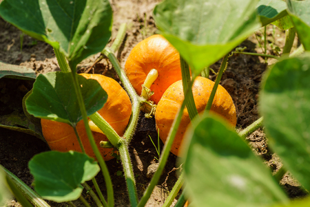 japanese pumpkinsの写真素材