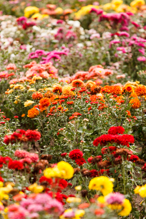 chrysanthemum flowers in the gardenの写真素材