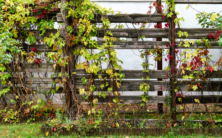 autumn gardenの写真素材