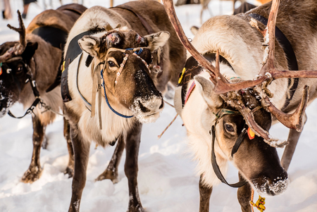 Northern house deerの写真素材