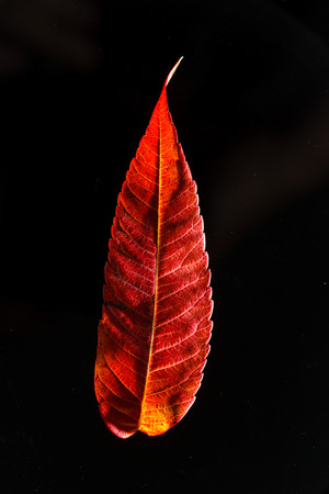 autumn leavesの写真素材